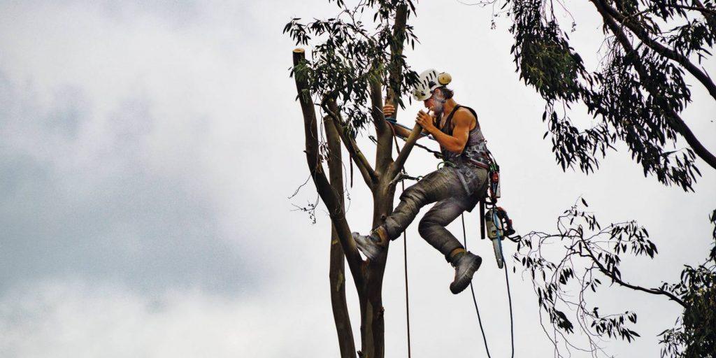 Baumpfleger mit Schutzhelm und Kletterausrüstung schneidet Äste an einem hohen Baum
