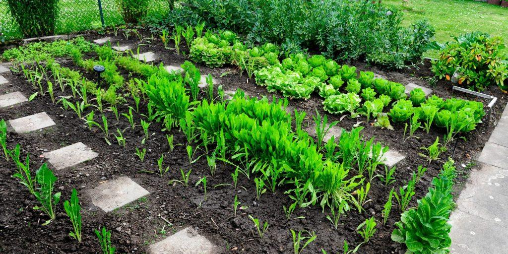 Gemüsebeet mit verschiedenen grünen Pflanzen und Salatköpfen, angeordnet in Reihen mit dazwischenliegenden Steinplatten als Weg