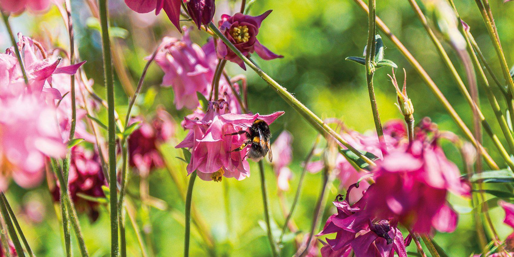 Hummel sammelt Nektar an rosa Blüten in einem insektenfreundlichen Garten