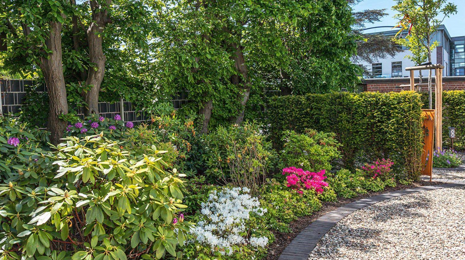 Gepflegtes Gartenbeet mit blühenden Rhododendren und Azaleen entlang eines geschwungenen Kieswegs, umgeben von Bäumen und Hecken